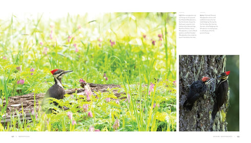 WOODPECKER: A YEAR IN THE LIFE OF NORTH AMERICAN WOODPECKERS - BANNICK. PAUL